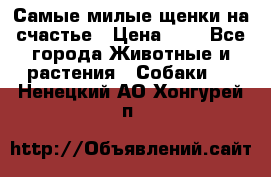 Самые милые щенки на счастье › Цена ­ 1 - Все города Животные и растения » Собаки   . Ненецкий АО,Хонгурей п.